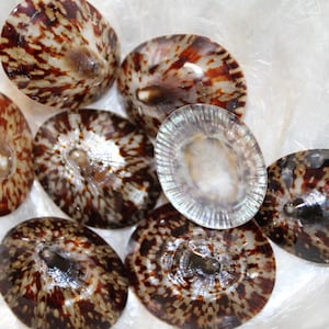 May include: A collection of polished seashells with a speckled pattern in shades of brown, white, and tan. The shells are oval-shaped and have a glossy finish, perfect for coastal decor or crafts.