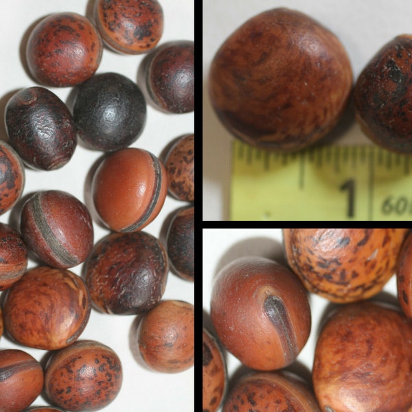 Hamburger Sea Beans Etsy