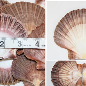May include: A group of scallop shells with a brown and white color pattern. The shells are approximately 3 inches in diameter. A ruler is included for size reference.