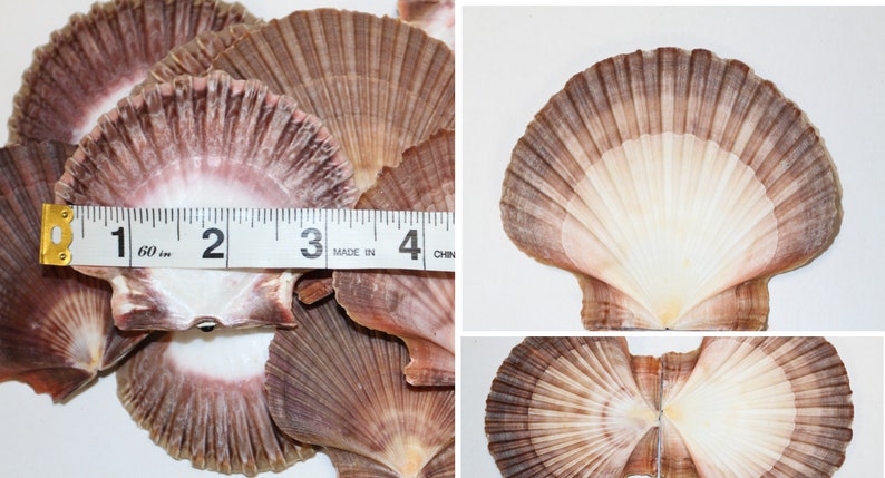 May include: A group of scallop shells with a brown and white color pattern. The shells are approximately 3 inches in diameter. A ruler is included for size reference.