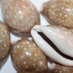 Cypraea Vitellus, Deer Cowry A shellcraft favorite for mosaics, jewelry, beach decor, wreath supplies and much more Ships Free S-301 image 2