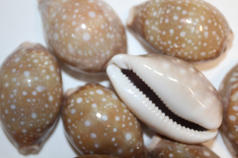 Cypraea Vitellus, Deer Cowry A shellcraft favorite for mosaics, jewelry, beach decor, wreath supplies and much more Ships Free S-301 image 2