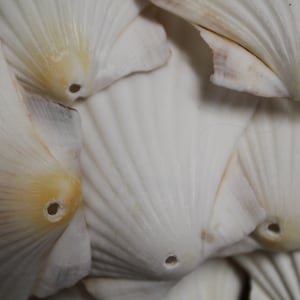 May include: Close-up of a group of white seashells with a textured surface and small holes in the center of each shell.