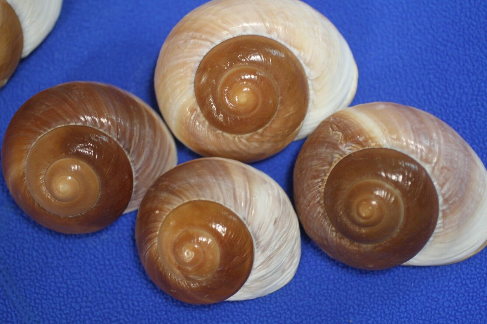 DRESSOOS Lot de 25 coquilles d'escargots géantes pour
