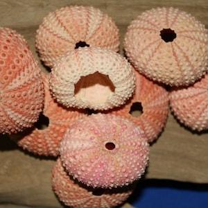 May include: A group of seven pink and white sea urchins with a variety of textures. The sea urchins are arranged in a cluster on a brown surface.