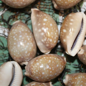 Cypraea Vitellus, Deer Cowry A shellcraft favorite for mosaics, jewelry, beach decor, wreath supplies and much more Ships Free S-301 image 6