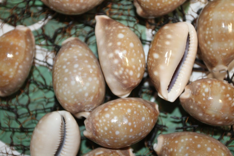 Cypraea Vitellus, Deer Cowry A shellcraft favorite for mosaics, jewelry, beach decor, wreath supplies and much more Ships Free S-301 image 6