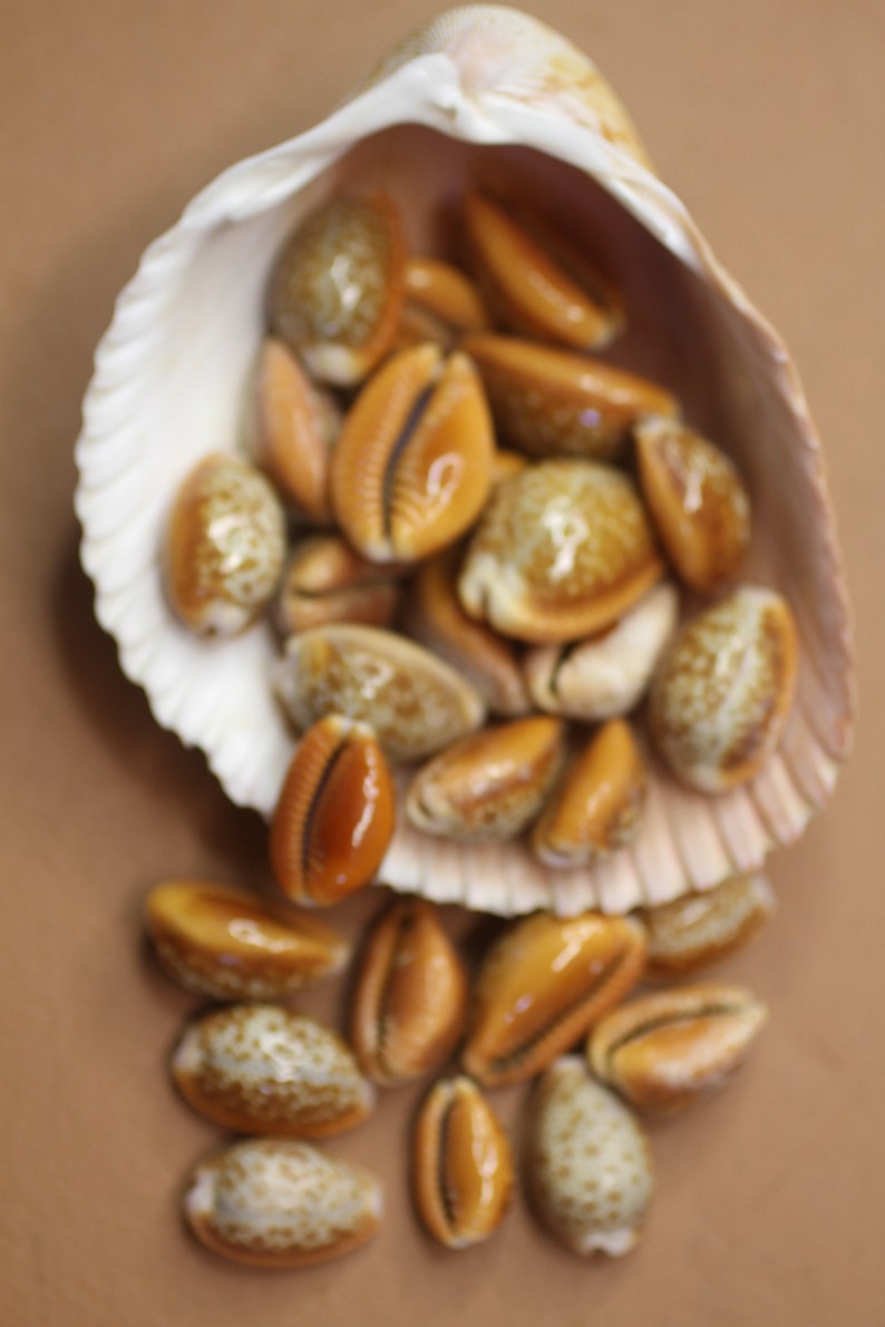 Cowry Shell Inside Honey Cowries A Small Seashell for Upscale Craft Supplies. Rich Colors ...