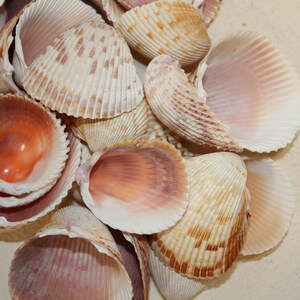 Cockle Seashells 1 1/4 Inch to 2 1/2 Inch Sizes for Seashell Crafts ...
