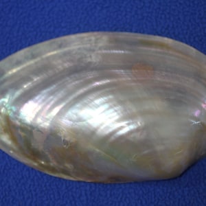 May include: A large, iridescent seashell with a pearly white color and a smooth, oval shape.