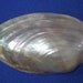 see more listings in the SEASHELLS section