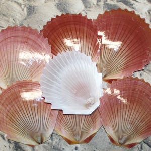 May include: A collection of scallop seashells in shades of pink and white, arranged on a sandy surface. The shells have a fan-like shape with detailed ridges and a glossy finish, creating a natural, beachy aesthetic.