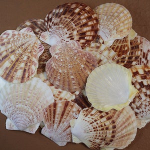 May include: A collection of various seashells, showcasing a range of colors from creamy white to brown and tan. The shells have intricate patterns and textures, creating a natural and decorative display.
