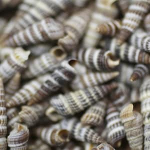 May include: Close-up of a collection of small, spiral-shaped seashells. The shells have a natural, earthy color palette with alternating bands of brown, tan, and white. The shells are tightly packed together, creating a textured surface.
