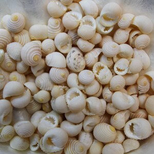 NERITA PLICATE,small shell craft supply,beach decor,mosaic supply,candle embeds,all occasion gift,jewelry supply,resin pour crafts  SS-261