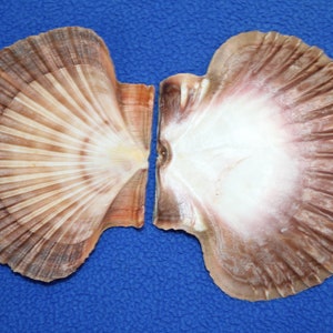 May include: Two scallop shells, one with a light brown exterior and a white interior, the other with a darker brown exterior and a pink interior.