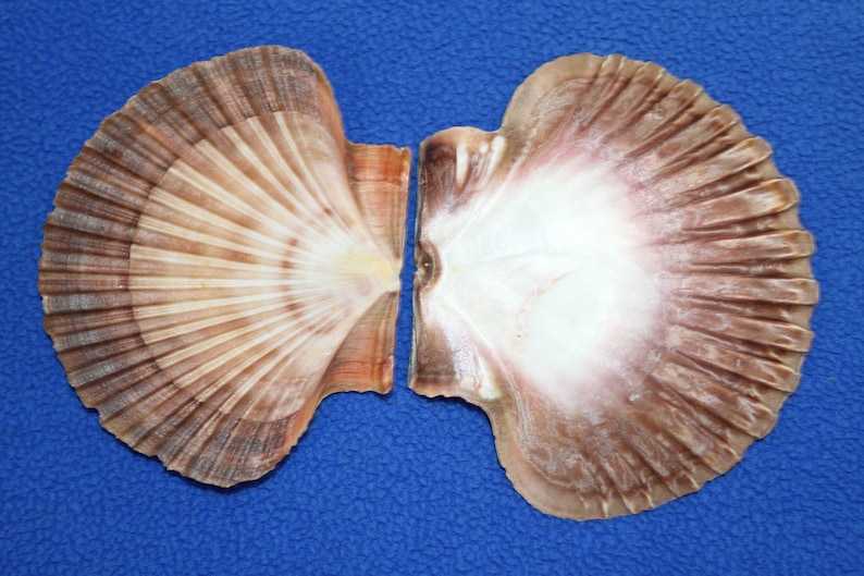 May include: Two scallop shells, one with a light brown exterior and a white interior, the other with a darker brown exterior and a pink interior.