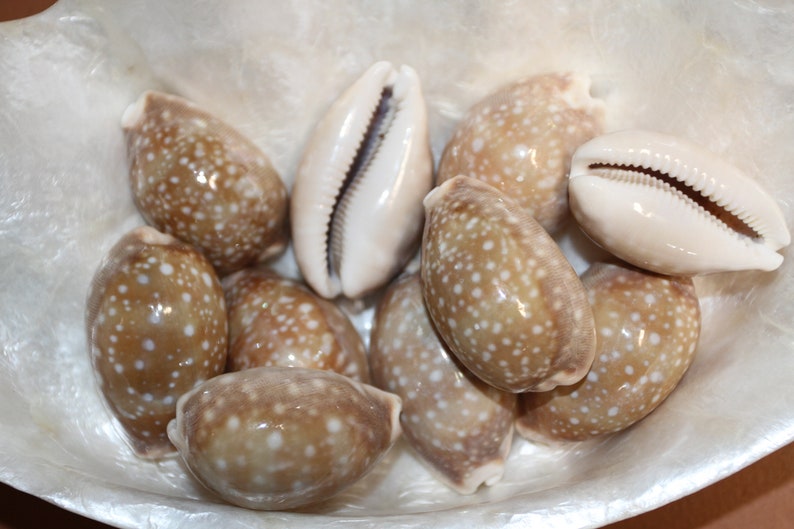 Cypraea Vitellus, Deer Cowry A shellcraft favorite for mosaics, jewelry, beach decor, wreath supplies and much more Ships Free S-301 image 10