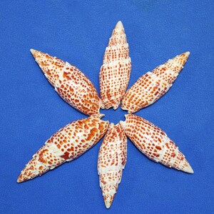 Mitra Papalis Seashells For Display Decor, 3 4 inch, SS-200 image 8