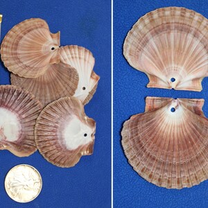 May include: Four scallop shells with a hole drilled in each. The shells are a light brown color with darker brown stripes. The shells are arranged in a pile on a blue surface. A ruler and a silver coin are in the background.