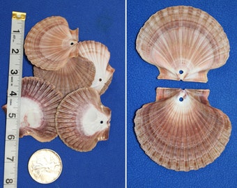 Drilled Hole Mexican Flats Seashells For Sale 2 3/4" - 3 1/2" Sizes, SS-182