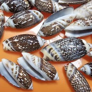 May include: A collection of various seashells with brown and white patterns. The shells are in different shapes and sizes, some open and some closed, against an orange background. The shells have a glossy texture.