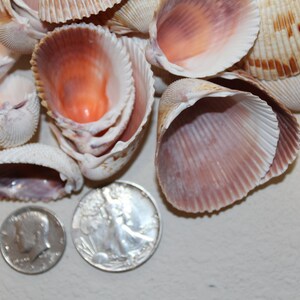 Cockle Seashells 1 1/4 Inch to 2 1/2 Inch Sizes for Seashell Crafts ...