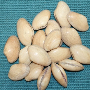 May include: A collection of smooth, off-white seashells with a slightly iridescent sheen. The shells are arranged in a pile on a blue textured surface.