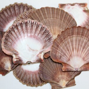 May include: A group of eight scallop shells with a reddish-brown and white color pattern. The shells are arranged in a pile, with some overlapping.