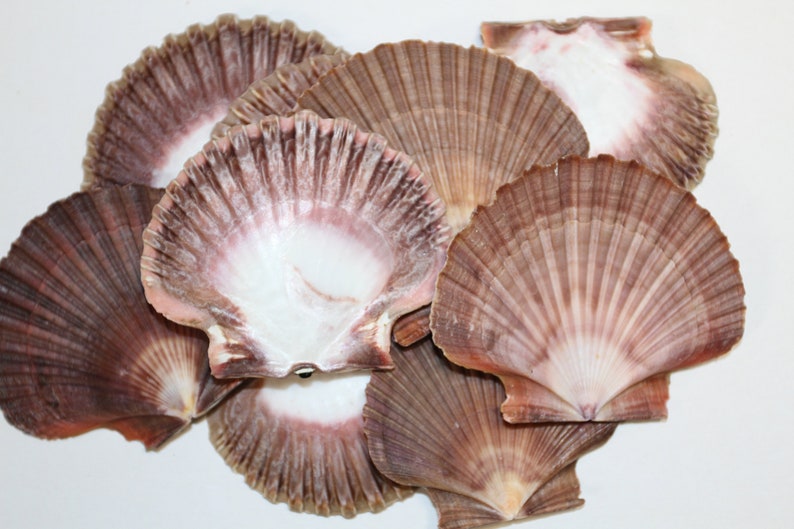 May include: A group of eight scallop shells with a reddish-brown and white color pattern. The shells are arranged in a pile, with some overlapping.