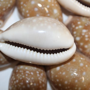 Cypraea Vitellus, Deer Cowry A shellcraft favorite for mosaics, jewelry, beach decor, wreath supplies and much more Ships Free S-301 image 3