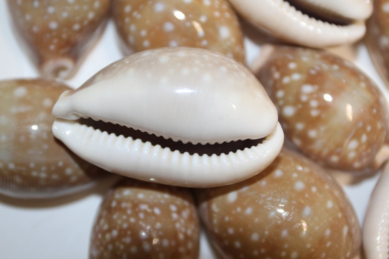 Cypraea Vitellus, Deer Cowry A shellcraft favorite for mosaics, jewelry, beach decor, wreath supplies and much more Ships Free S-301 image 3