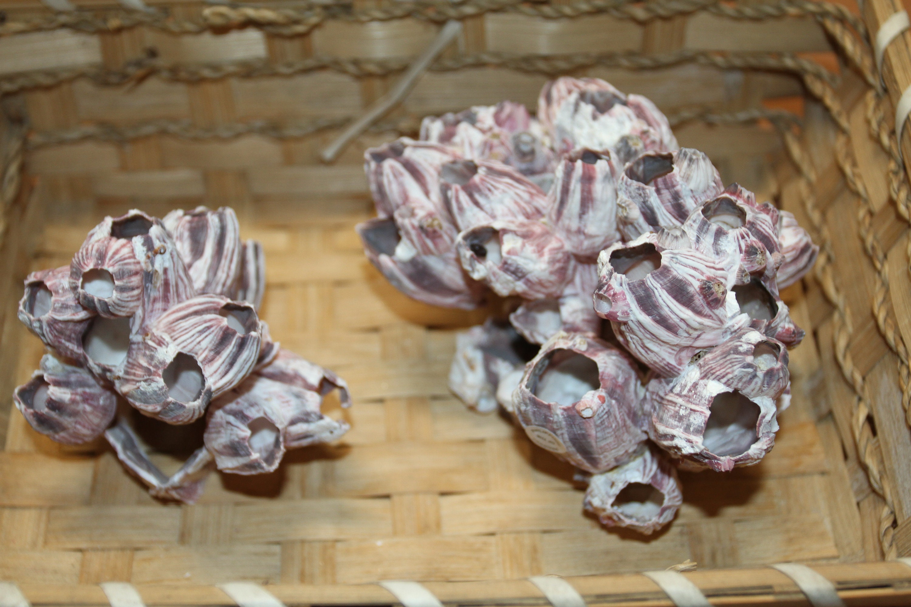 2 Grappes De Barnacles Violettes - Coquillages Déco - Aide Pédagogique SS-438