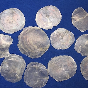 May include: A collection of translucent, iridescent shell fragments with a pearlescent sheen, arranged on a deep blue surface. The shells vary in size and shape, displaying concentric growth rings.