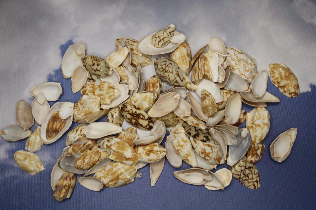 BAT VOLUTES, Top Cut Seashells, Beach Decor, Bath Decor, Sailors ...