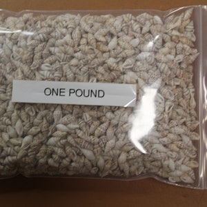 May include: A clear plastic bag filled with one pound of small, white seashells. The bag has a label that reads "ONE POUND".