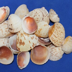 Cockle Seashells 1 1/4 Inch to 2 1/2 Inch Sizes for Seashell Crafts ...