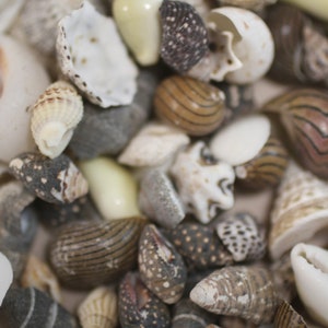 May include: A close-up of a variety of seashells in different shapes, sizes, and colors. The shells are arranged in a random pattern, creating a visually appealing and textured surface.