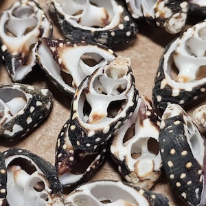 May include: A collection of sea shells with a unique pattern of black, white, and brown spots. The shells have a spiral shape with an open interior, revealing a smooth, white surface. The shells are a natural, decorative item.