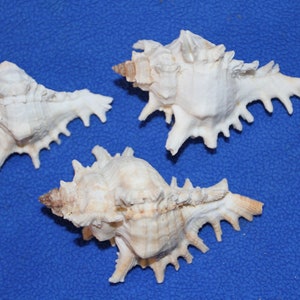 SEASHELLS, White Murex, Shell Craft, Craft Supply, Seashell Art Supply, White Seashell, Beach Decor, Wedding Decor, Sailor Valentine  SS-152
