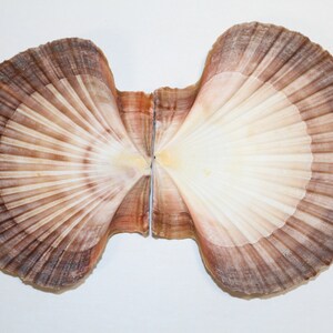 May include: Two scallop shells, one brown and white, the other white with brown edges, are open and facing each other.