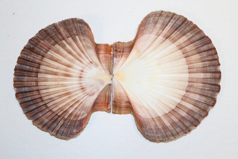 May include: Two scallop shells, one brown and white, the other white with brown edges, are open and facing each other.