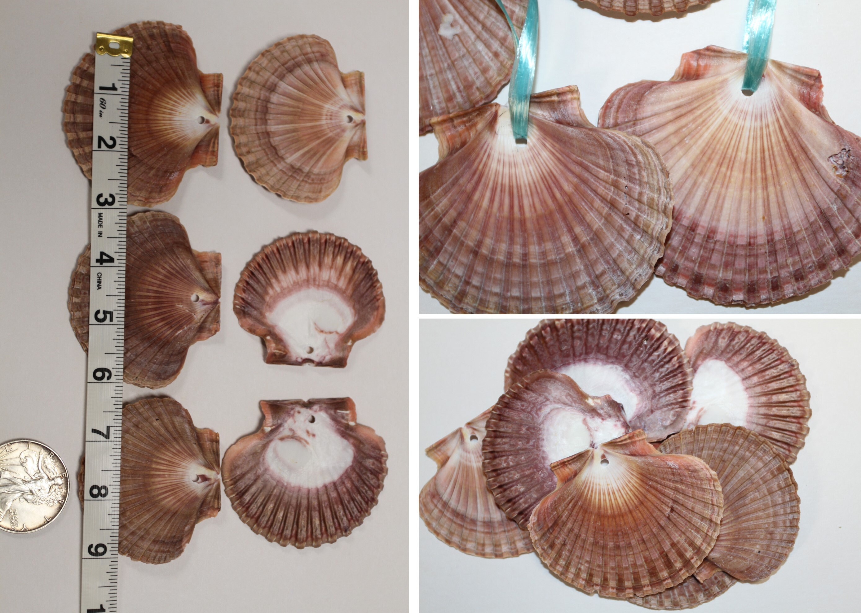 Mexican Deep Scallop Sea Shells - Pecten vogdesi