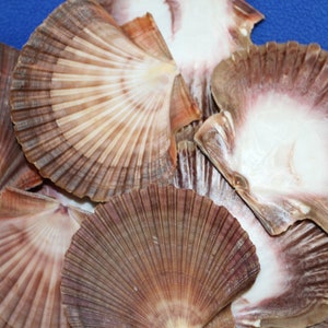 May include: A collection of brown and white scallop shells with a textured surface. The shells are arranged in a fan shape on a blue background.