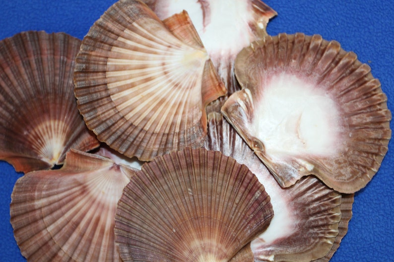 May include: A collection of brown and white scallop shells with a textured surface. The shells are arranged in a fan shape on a blue background.