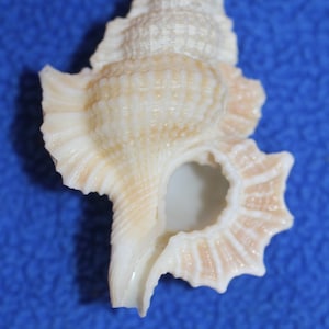 MAPLE LEAF,white seashells,shell craft,Sailors Valentines,shell craft flowers,beach decor,beach weddings,all occasion gift,beach art SS-150