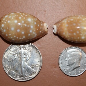 Cypraea Vitellus, Deer Cowry A shellcraft favorite for mosaics, jewelry, beach decor, wreath supplies and much more Ships Free S-301 image 8