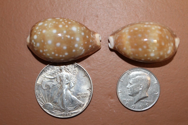 Cypraea Vitellus, Deer Cowry A shellcraft favorite for mosaics, jewelry, beach decor, wreath supplies and much more Ships Free S-301 image 8