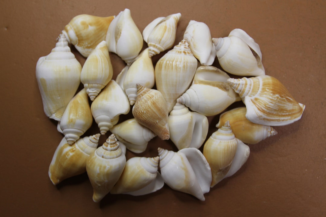 Canariums ~ A Medium Size Seashell ~ Popular Shell for All Crafting ...