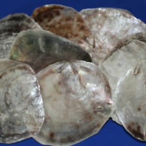 May include: A collection of eight iridescent seashells in shades of white, gray, and brown. The shells are smooth and have a natural, organic texture.
